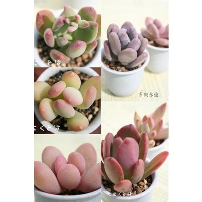 パキフィツム、パキベリアセット6種 多肉植物のセット ぷくぷく多肉 肉
