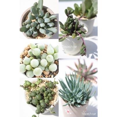 セネシオセット6種 多肉植物のセット キク科多肉植物 セネシオ根付苗
