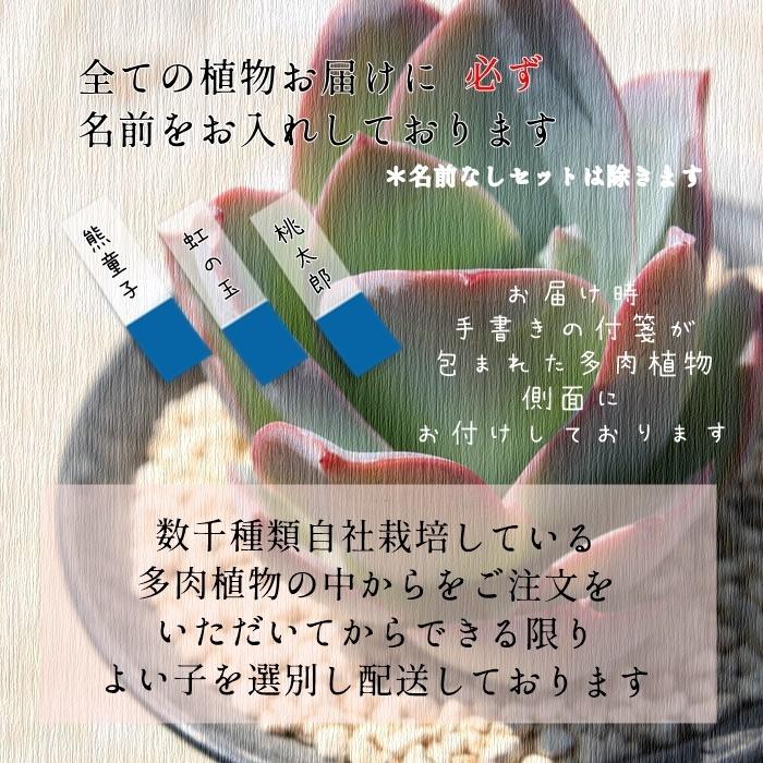 クラウディア エケベリア 韓国苗 Echeveria claudia 多肉植物 薔薇咲