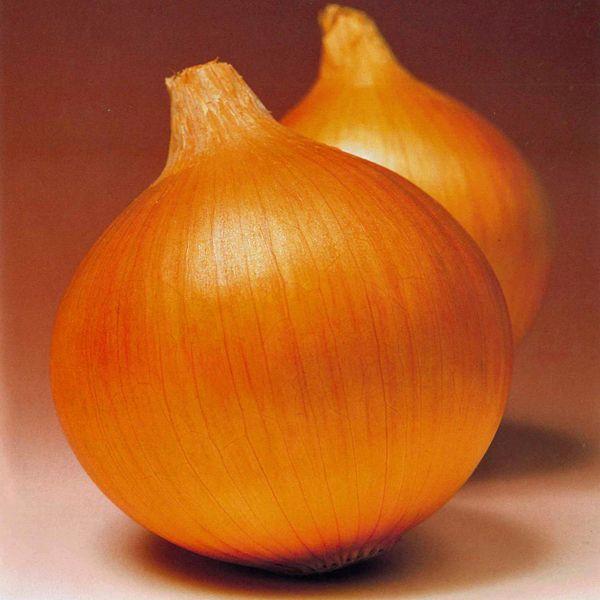 数量限定！】野菜の苗 中晩生 もみじ3号 タマネギ 玉葱苗 玉ねぎ 約100