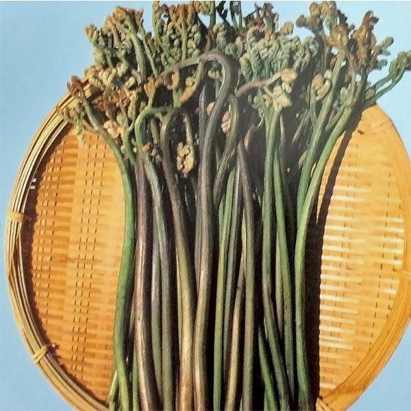 野菜の苗 わらび ワラビ 苗・種 2株入［袋詰め山菜］ : ベジタブル