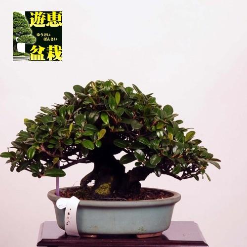 小品盆栽：浜姫榊（ハマヒサカキ）【現品】*【送料無料】 : 遊恵盆栽