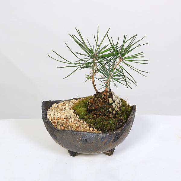 ミニ盆栽：松ぼっくりん*＜黒松＞（国産木の葉鉢)苔と砂付き 景色盆栽