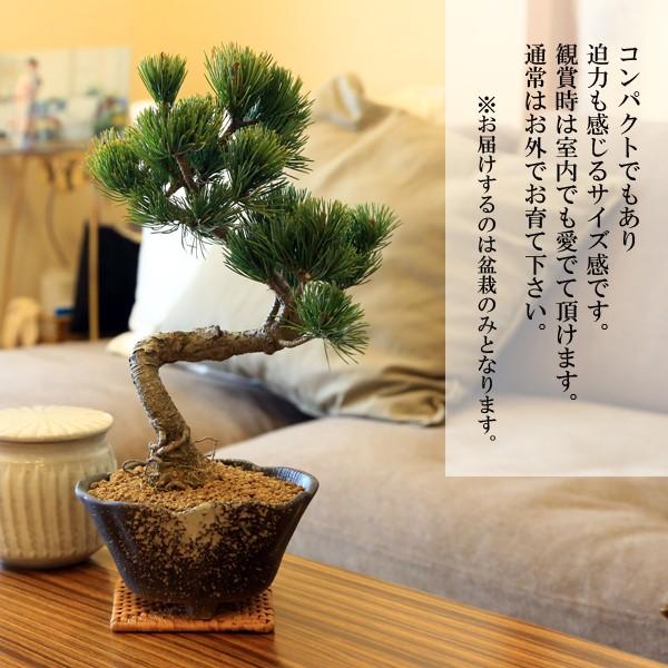 小品盆栽：五葉松（瀬戸焼変形鉢)* 祝い ギフト gift 誕生日祝 開店祝