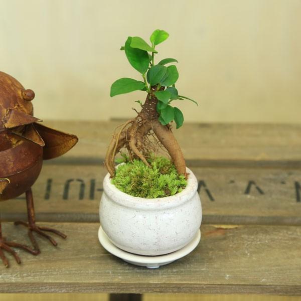 がじゅまる 観葉植物 おしゃれ：ミニガジュマル*陶器鉢 受け皿付 苔
