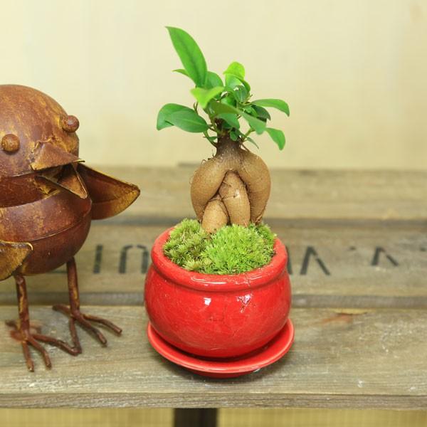 がじゅまる 観葉植物 おしゃれ：ミニガジュマル*陶器鉢 受け皿付 苔