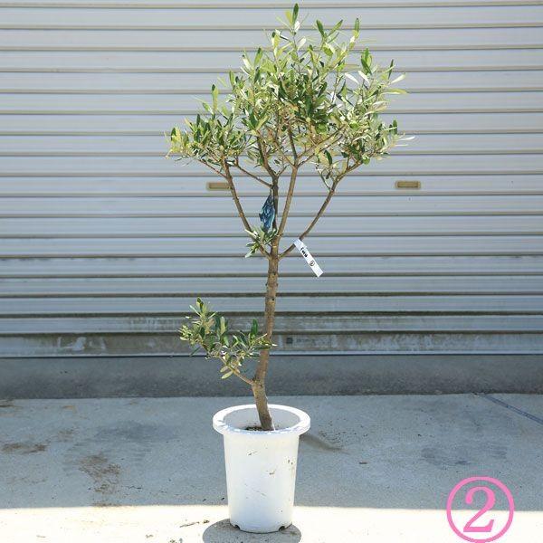 観葉植物 おしゃれ：オリーブの木 *SOUJU（創樹） シプレッシーノ 現品
