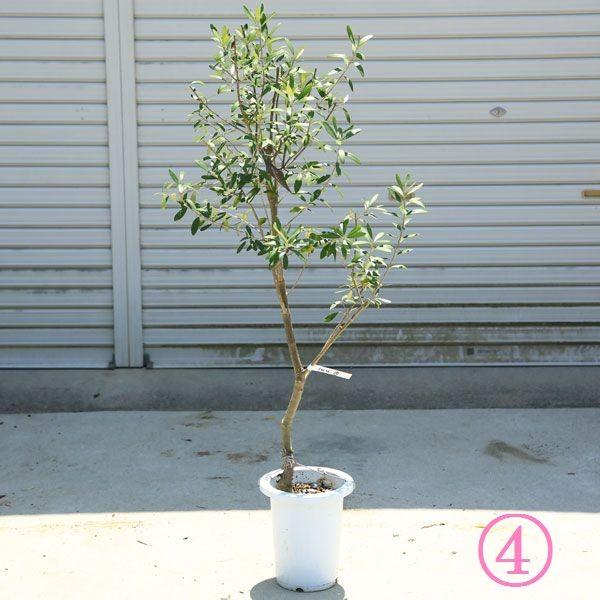 観葉植物 おしゃれ：オリーブの木 *SOUJU（創樹） シプレッシーノ 現品