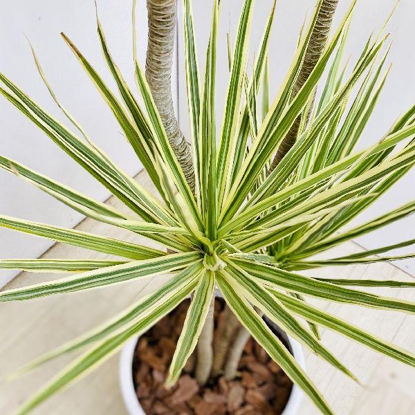 おしゃれ 観葉植物 ドラセナ・コンシンネ ホワイボリー*陶器鉢 大型