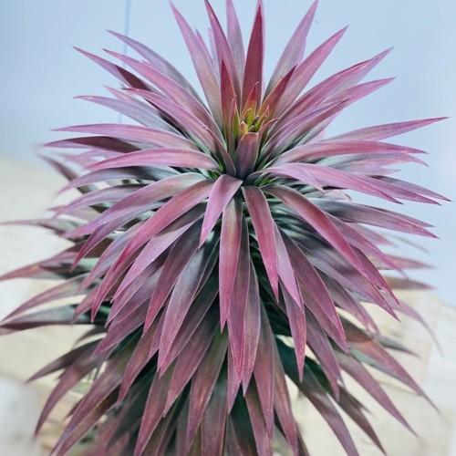 おしゃれ 観葉植物：ユッカ デスメティアナ*大型ヤマト便 現品 : 遊恵