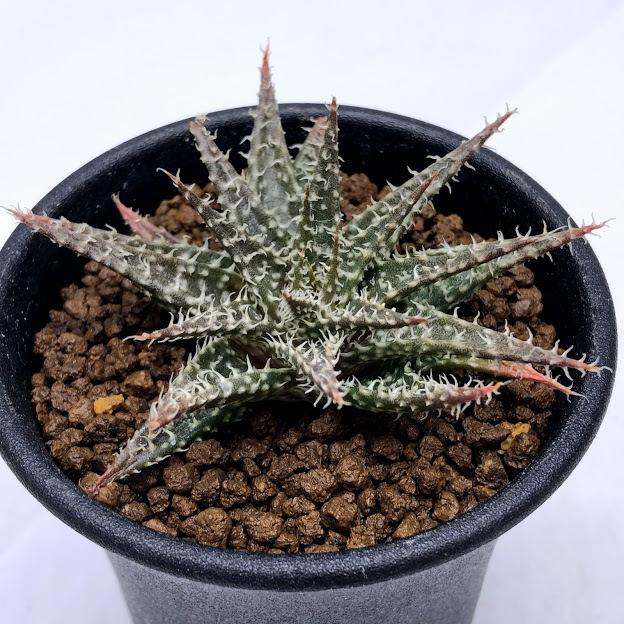 多肉植物：アロエ ハオルチオイデスhyb.*幅7cm : 遊恵盆栽 Yahoo!店