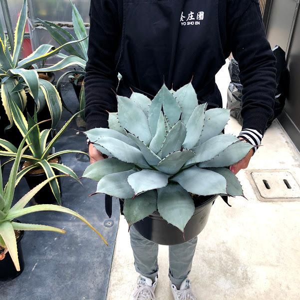 多肉植物：アガベ 吉祥天*幅41cm 現品！一品限り : 遊恵盆栽 Yahoo