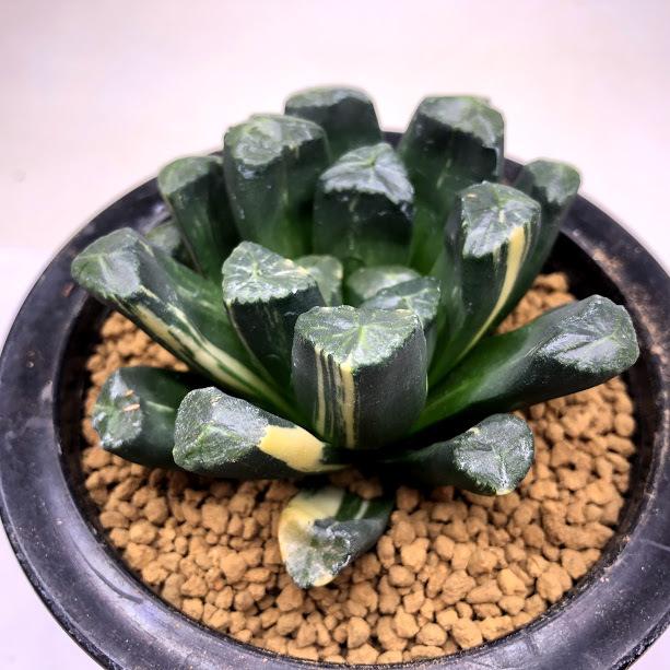 多肉植物：ハオルチア 万象錦*幅7.5cm 現品！一品限り : 遊恵盆栽