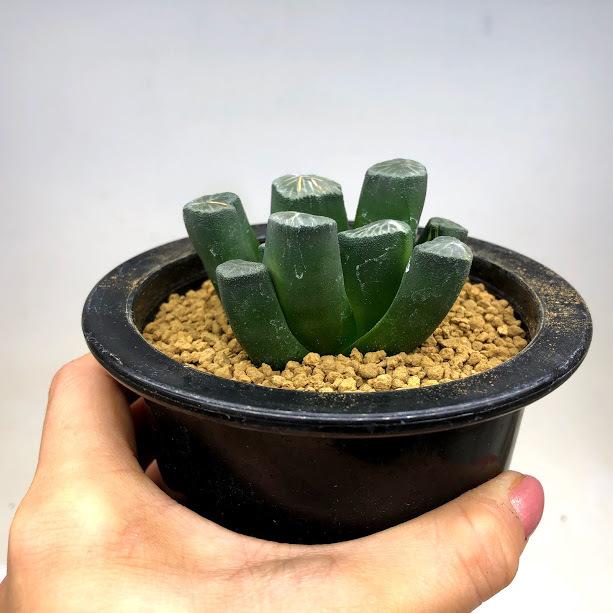 多肉植物：ハオルチア 万象錦*幅6.8cm 現品！一品限り ※斑入りの子株