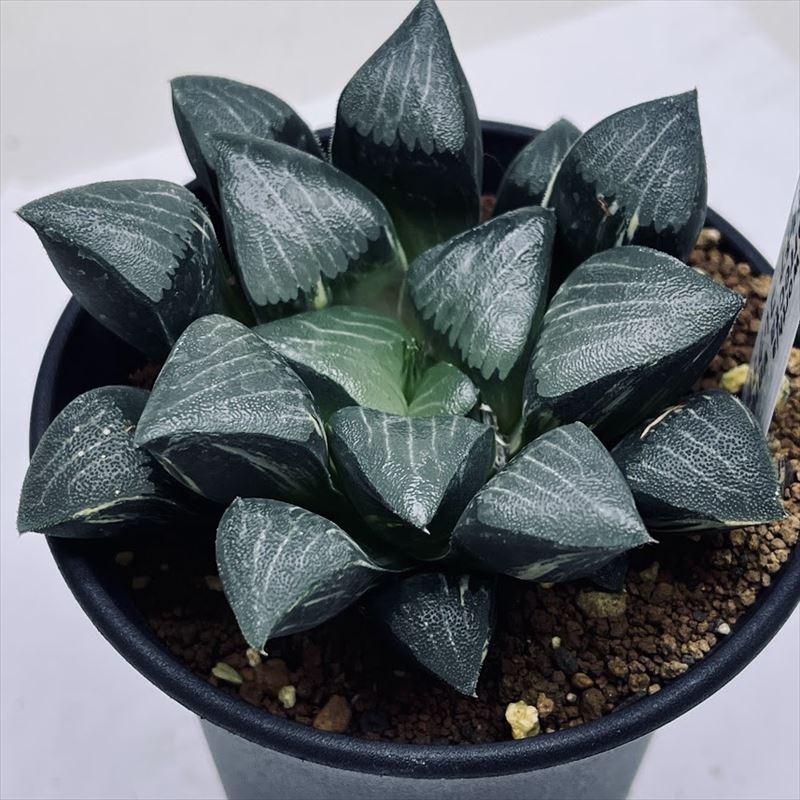 多肉植物：ハオルチア コレクタ錦*幅8cm 現品！一品限り : 遊恵盆栽