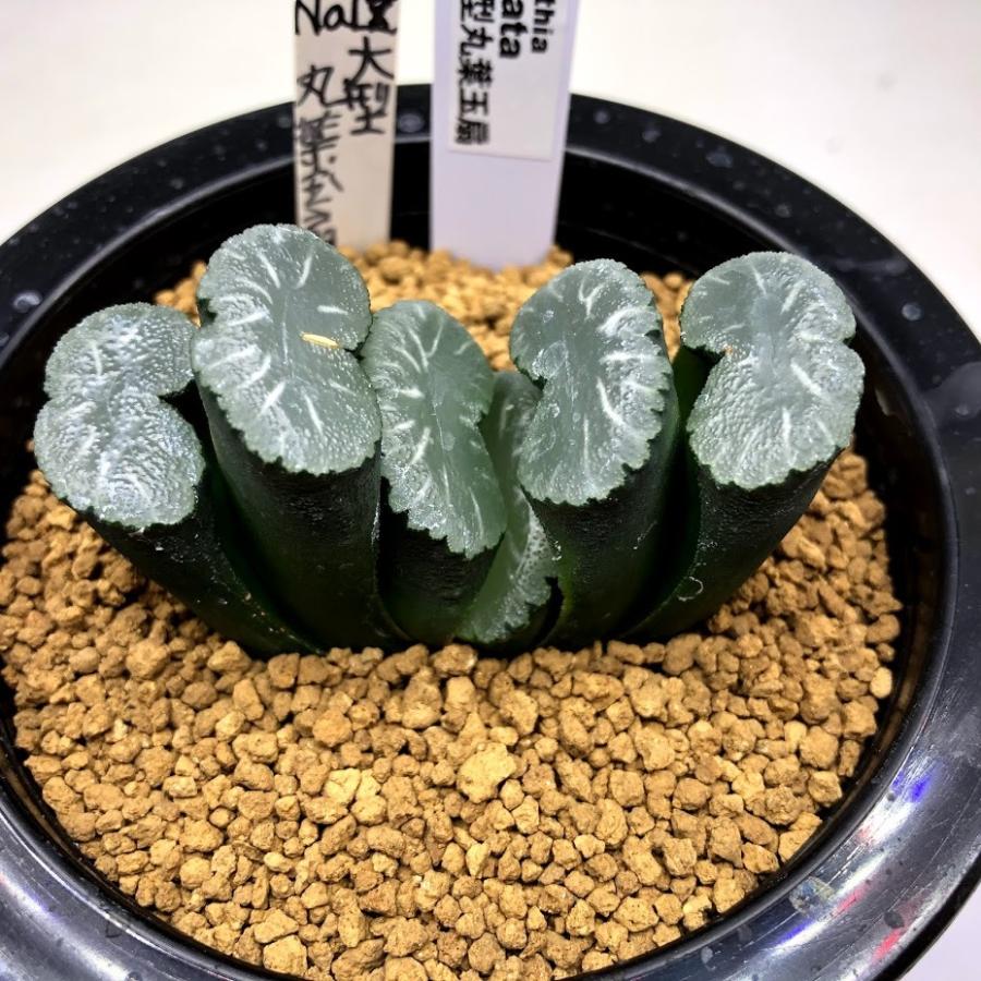 多肉植物：ハオルチア 玉扇 大型丸葉玉扇*幅6.5cm 現品！一品限り