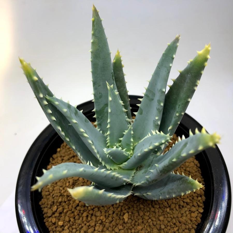 多肉植物：アロエ ピランシー 実生*幅9cm 現品！一品限り : 遊恵盆栽
