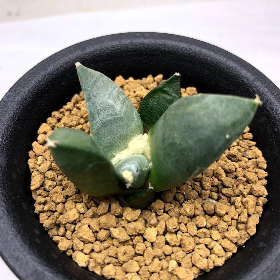 サボテン：アリオカルプス 青磁牡丹 実生 M*幅4cm ☆赤松実生 : 遊恵