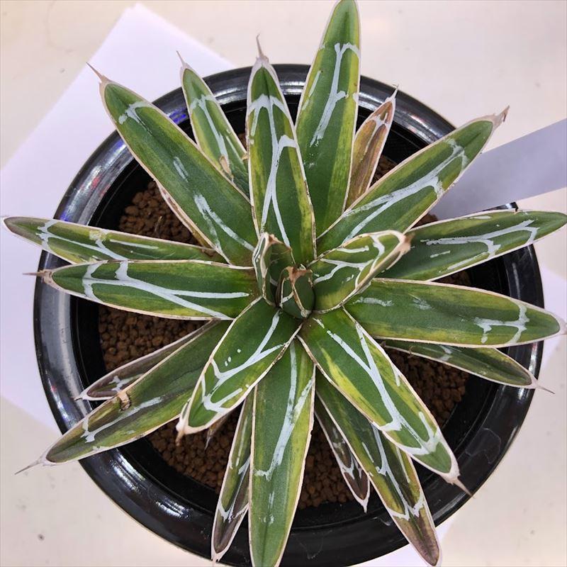 多肉植物：アガベ 笹の雪 散り斑錦 覆輪*幅14cm 現品！一品限り