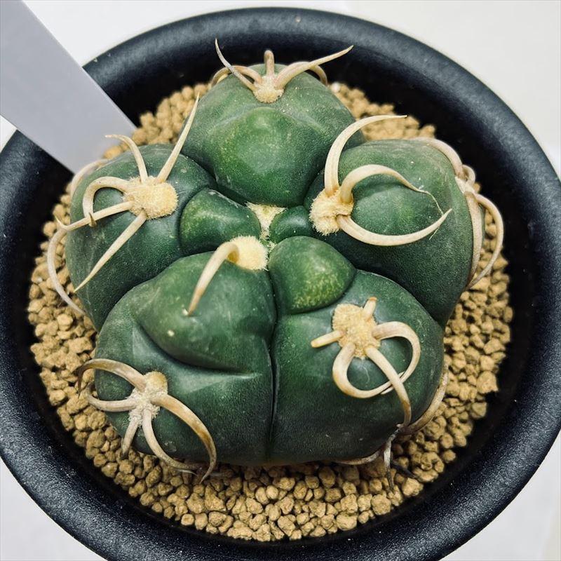 サボテン：ギムノカリキウム 海王丸*幅7cm 現品！一品限り : 遊恵盆栽