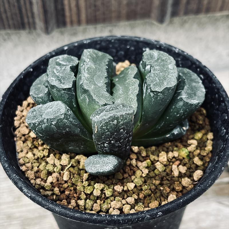 ☆特価☆多肉植物：ハオルチア 玉扇 N1*幅6.5cm 現品！一品限り