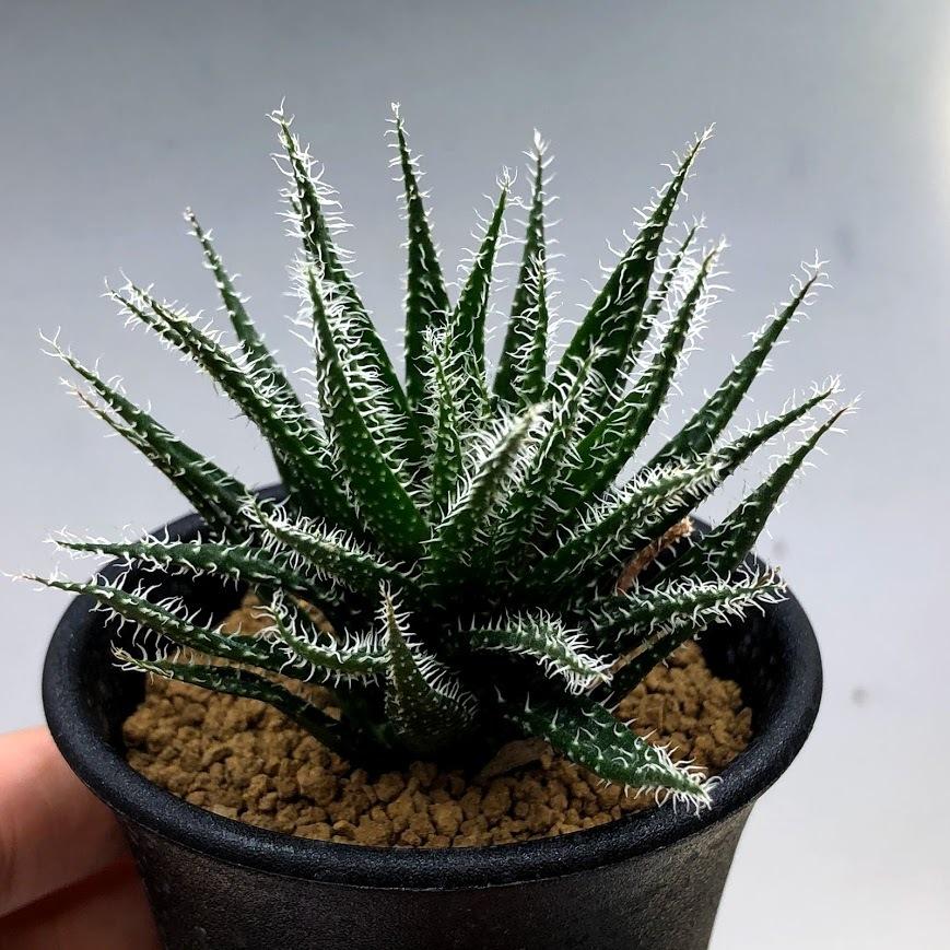 多肉植物：アロエ ハオルチオイデス*S 幅6cm : 遊恵盆栽 Yahoo!店