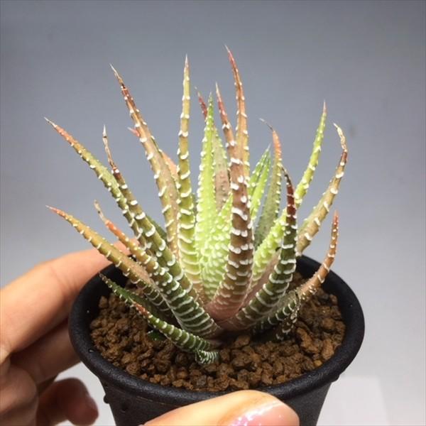多肉植物：ハオルチア 十二の巻 sp.*S 幅7cm : 遊恵盆栽 Yahoo!店