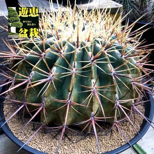 サボテン：フェロカクタス 文鳥丸*幅26cm 現品！一品限り : 遊恵盆栽