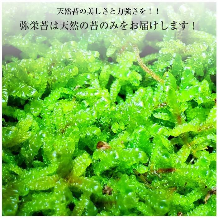 天然ハイゴケトレー1枚分(約51cm×34cm)】 苔 ハイゴケ 観葉植物 トレー