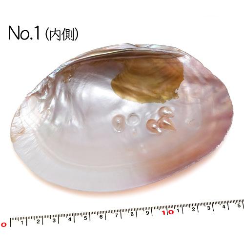 貝殻パーツ】イケチョウガイ 1枚 No.1 No.2 約15cm（ゆうパケット配送