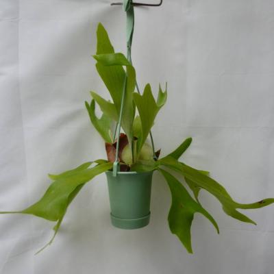 ビカクシダ（花ギフト用途：母の日）のおすすめ人気商品一覧 通販