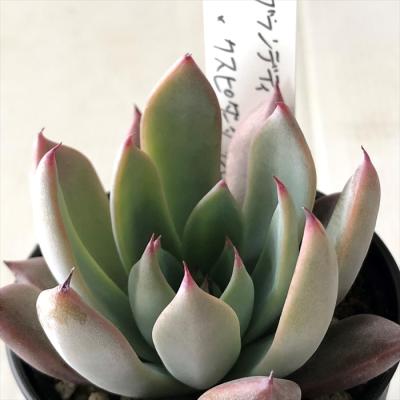 フラワーネット日本花キ流通 - O's PLANTS｜Yahoo!ショッピング