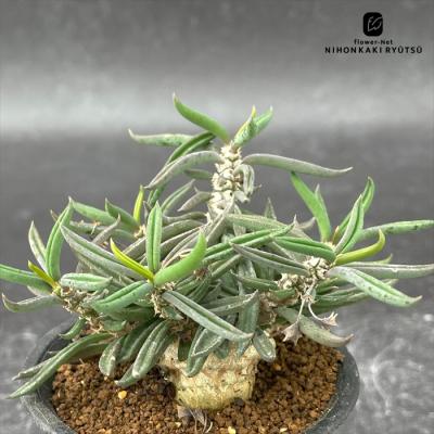 ユーフォルビア種（サボテン、多肉植物） | 花、ガーデニング の