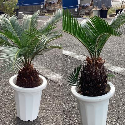 観葉植物 ソテツ（観葉植物） | 花、ガーデニング のおすすめ人気商品