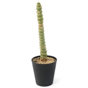 サボテン：ユーリキニア カスタネア スピラリス 接木*幅7.5cm 現品