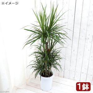 観葉植物 ユッカ グロリオサ バリエガータ 幹上げ48センチ インテリア