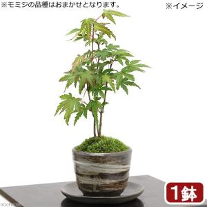 山野草）苔盆栽 イワヒバ だるまポット 鉢色おまかせ（1鉢