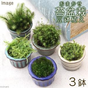 中品盆栽：特選欅(けやき) 現品*ケヤキ Keyaki bonsai : 遊恵盆栽