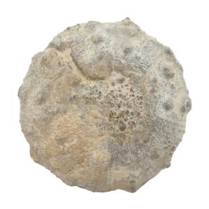 チャーム（charm） 形状お任せ モロッコ産 直角石（オウムガイ） 1個