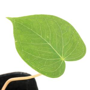 山野草）テンナンショウ（天南星）模様葉ホロテンナンショウ Sサイズ
