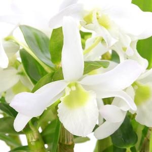 洋ラン 洋蘭（花の苗）｜苗 | 花、ガーデニング のおすすめ人気商品
