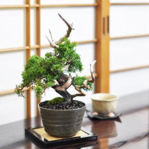 小品 真柏 松盆栽 鉢植え ミニ盆栽 ギフト 贈り物 おしゃれ モダン