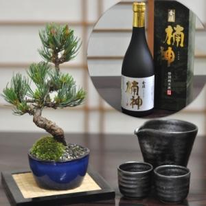 小品盆栽 四国黒松 盆栽 ミニ盆栽 鉢植 : 盆栽妙 ヤフー店 - 通販