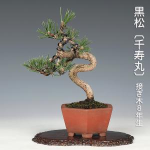 盆栽 黒松 クロマツ 山実生10年生 小品盆栽 ミニ盆栽 懸崖樹 文人木