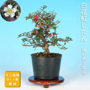 盆栽 杜松 八ッ房性 トショウ 小品盆栽 ミニ盆栽 松柏 盆栽素材 苗木