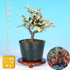 盆栽 老爺柿 雄木 ロウヤガキ ローヤ柿 小品盆栽 ミニ盆栽 盆栽素材