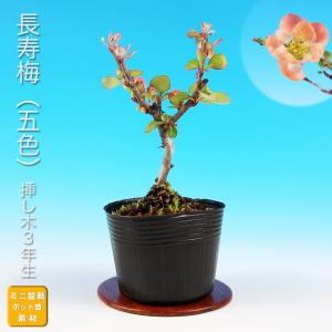 盆栽 極姫性いぼた イボタ 水蝋 小品盆栽 ミニ盆栽 盆栽素材 苗木 実物