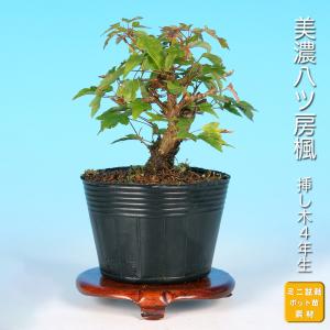盆栽 杜松 八ッ房性 トショウ 小品盆栽 ミニ盆栽 松柏 盆栽素材 苗木