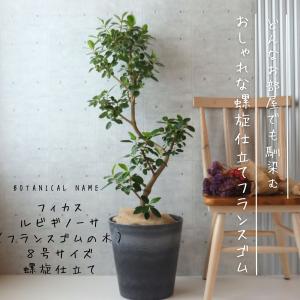 フィカス ベンガレンシス 曲がり S字 仕立て ゴムの木 お祝い ギフト