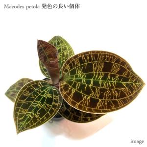 シストーチス ステノグロッサ (ジュエルオーキッド 宝石蘭 観葉植物